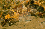Myoxocephalus scorpius