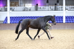 SBM_5763_Class 3 - BSHA In Hand Show Hunter-Racehorse