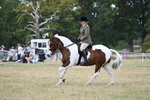 Class 12 Ridden Cob portfolio
