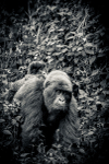 Gorilla Democratic Republic of the Congo