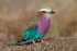 Lilac-breasted Roller perched on top of a mound of earth