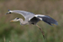 Grey Heron on landing approach