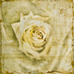 Yellow Rose