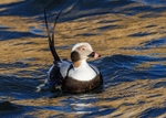 Long-tailed Duck