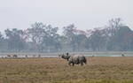 Rhino
