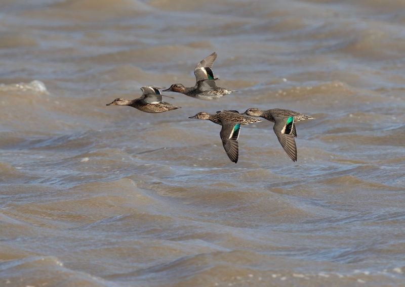 Eurasian Teal - Dee Estuary - North Wales