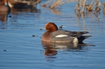 Wigeon