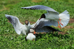 Puffin surrounded by two Black-headed Gulls, Farne Islands