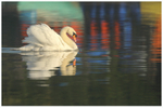 Busking Mute Swan 