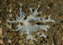 Toxisarcon alba