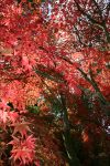 Westonbirt _WB021