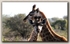 Mom and young Giraffe