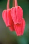 Crinodendron1