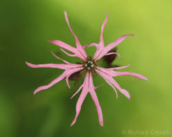 Ragged Robin