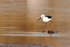 Black-winged Stilt