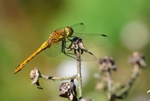Ruddy Darter