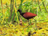 Northern Jacana (adult), Cano Negro, Costa Rica