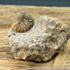 Sold scun 158 Aegasteroceras sp