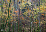 Autumn hues