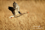 Greylag 010412  3R