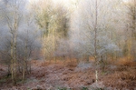 Frost Pocket