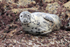 Grey Seal (female), Isles of Scilly