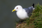 Kittiwake 1