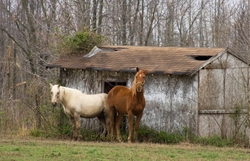 AnimalsCreatures 010