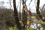 Red Leaf 6