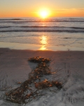 Sunset with Kelp
