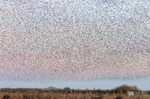 Starling Murmurations, Avalon Marshes_GS1098