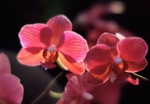Orchid Phalaenopsis Queen Rose