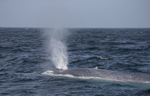Blue Whale, Pico Island, Azores