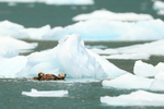 Sea Otter kit resting on adult among ice floes, Surprise Inlet, Alaska