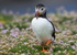 Puffen Cute 12