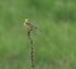 Citrine Wagtail