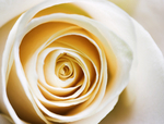 White Rose