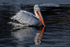 Dalmatian Pelican