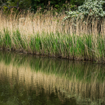 Fresh Phragmites - 2