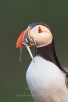 Food for the baby (Puffin with eels)