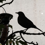 Blackbird