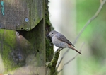 Common Redstart