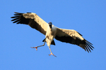 Wood Stork overhead, Wakodahatchee Wetlands, Florida