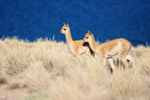 Young Vicuna moving through grass, Lake Miscanti, Chile