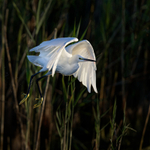 Little Egret (Egretta ...