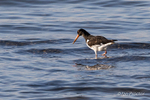 Oystercatcher Hunting for Food