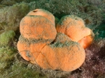 Suberites ficus