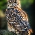 BBO-05-Egyptian Eagle Owl