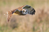 Short-eared Owl (Asio flammeus)