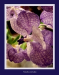Vanda coerulea 1